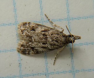 <i>Scoparia basalis</i> Species of moth