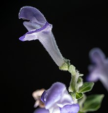 Цвете Scutellaria alabamensis.jpg