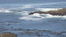 Fil: Sea Foam off Amphitrite Point near Ucluelet.webm