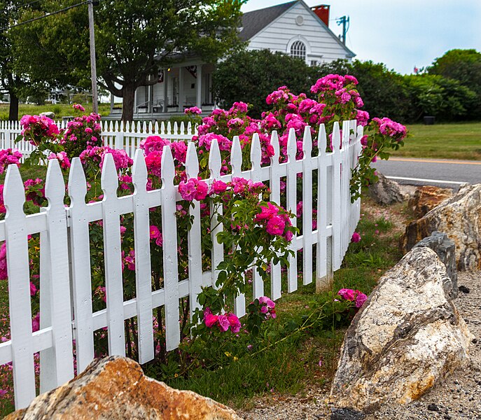 File:Sea Roses With Fence (35068353564).jpg