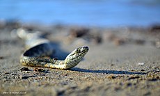 Dice snake observed along Caspian Sea in northern Iran Sea Snake.jpg