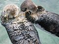 Sea otters holding hands.jpg