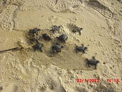Sea turtles released in beach in Liberia, Liberia - panoramio (2).jpg