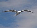 Seagull flying (3).jpg