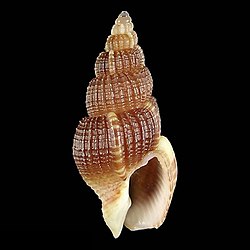 Seashell Antillophos tsokobuntodis.jpg