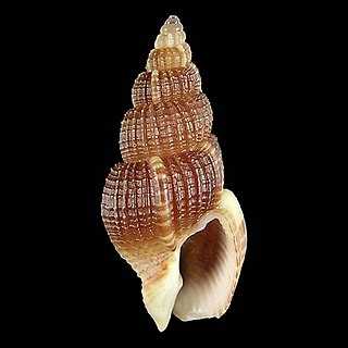 <i>Phos tsokobuntodis</i> Species of gastropod