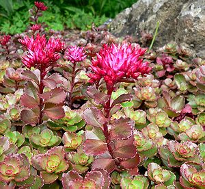 Caucasian stonecrop (Phedimus spurius)