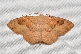 <i>Semaeopus gracilata</i> Species of moth