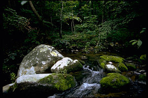 Shenandoah National Park SHEN9161.jpg