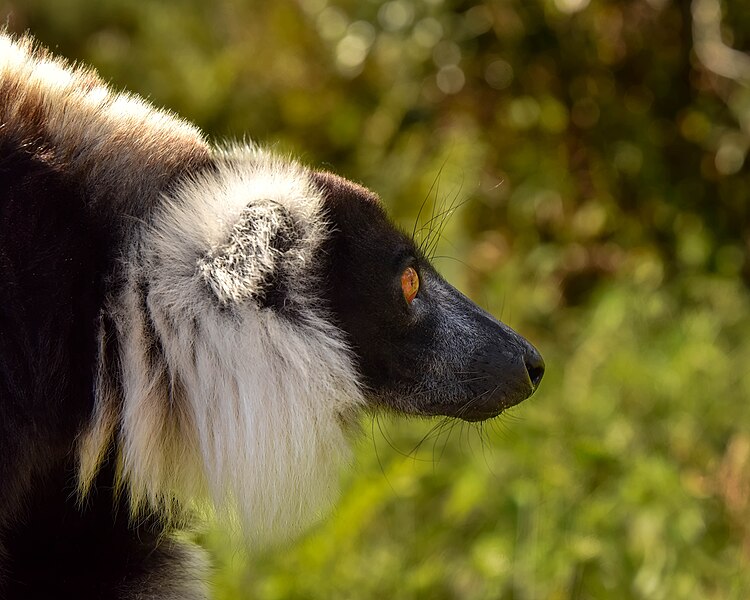 File:Sifaka, Madagascar 2.jpg