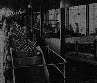 Singareni Coal Picking Belt, Photo 1928. Singareni CoalPickingBelt 1928.jpeg