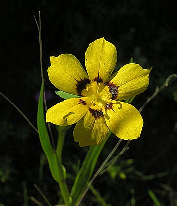 Sisyrinchium graminifolium