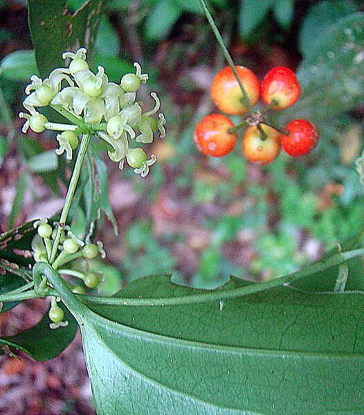 File:Smilax vanilliodora, flowers and fruit (9729035510).jpg