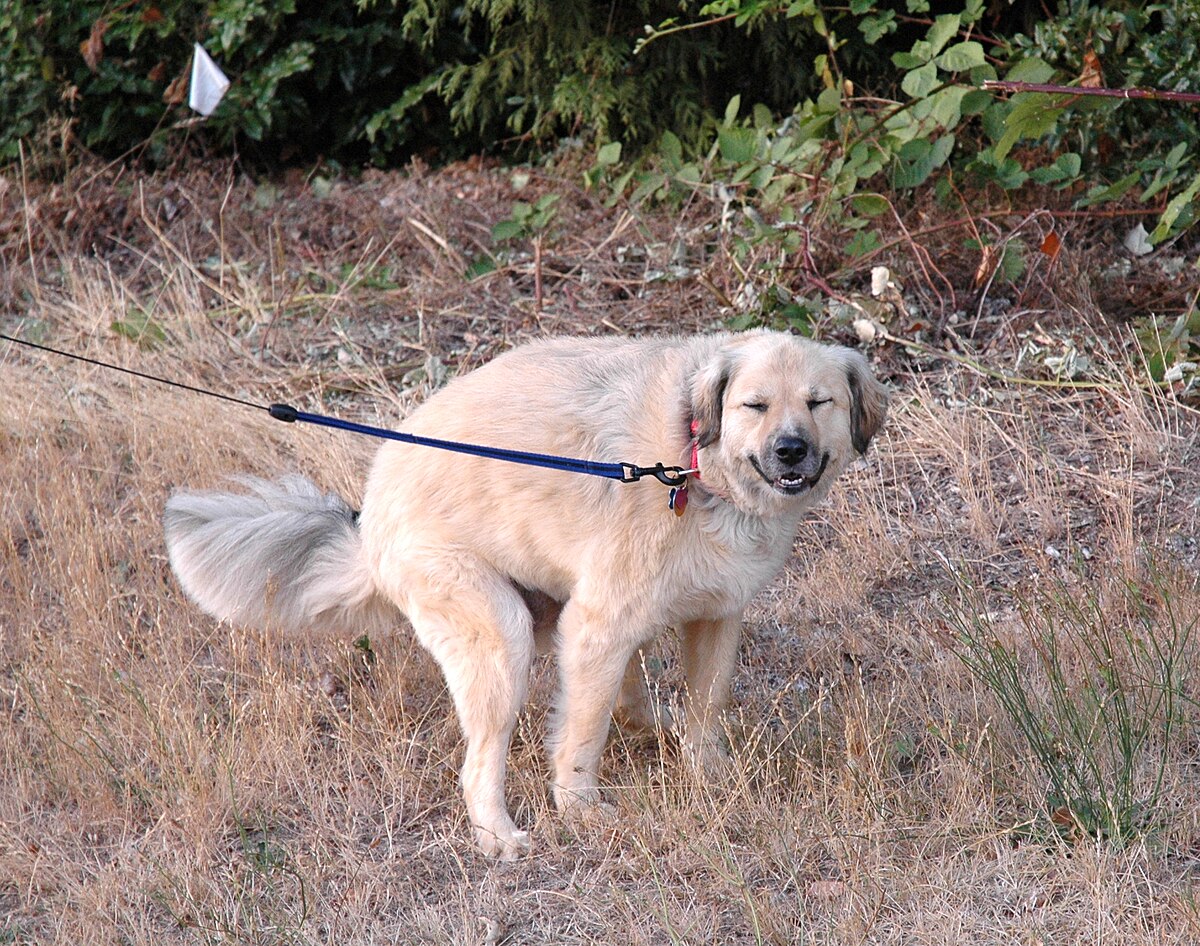 smiling dog