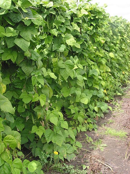 File:Snijboonplanten Phaseolus vulgaris.jpg