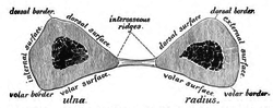 Thumbnail for Interosseous membrane