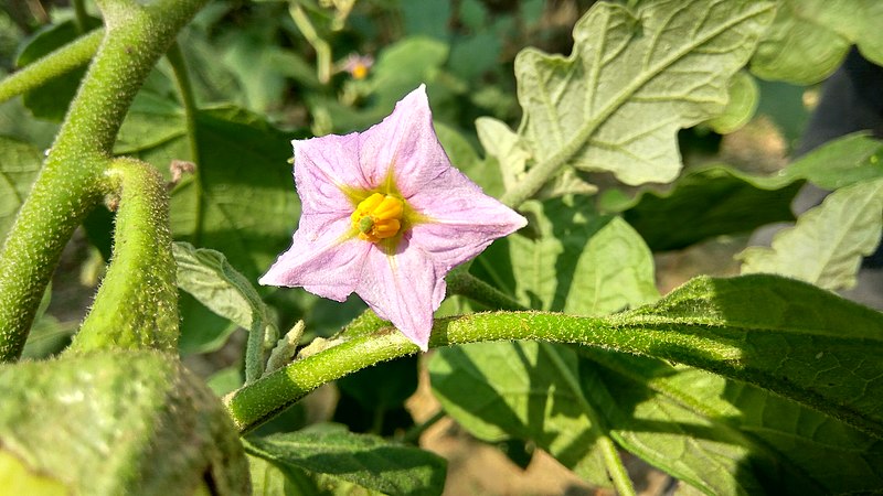 File:Solanum melongena flowers 01.jpg