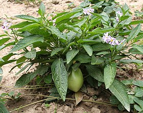 Solanum muricatum Flower and Fruit.jpg