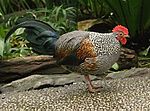 Galliformes-en irudi txikia