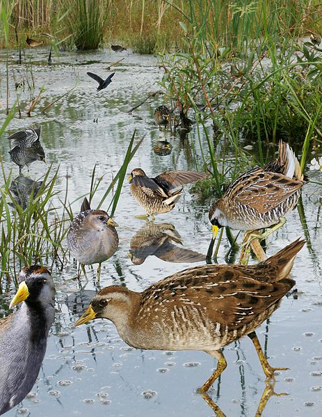 File:Sora rail From The Crossley ID Guide Eastern Birds.jpg