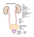 Sources of Hematuria by Anatomic Location.png