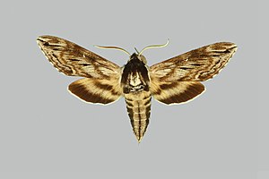 Sphinx poecila, male