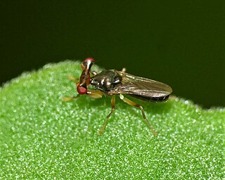 <i>Sphyracephala</i> Genus of flies