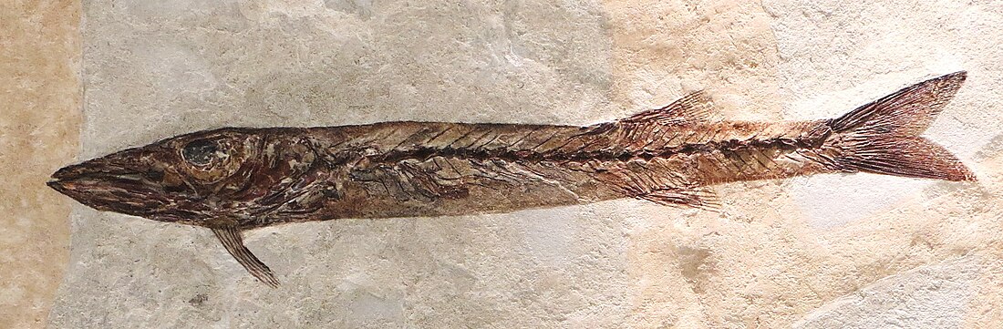 Sphyraena bolcensis