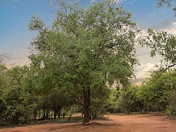 Kapintambotipuu (Spirostachys africana)