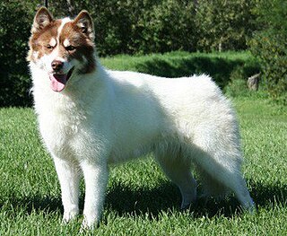 <span class="mw-page-title-main">Canadian Eskimo Dog</span> Dog breed