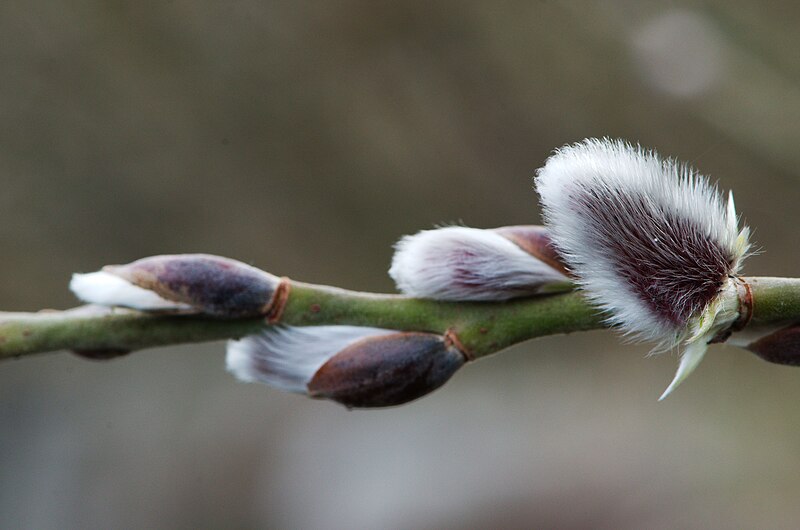 File:Spring is coming (12863996144).jpg