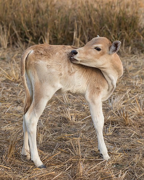 File:Standing sand colored calf scratching its back with teeth in the countryside of Don Det Laos.jpg