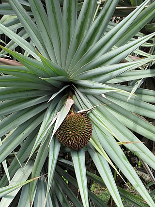 <i>Pandanus vandermeeschii</i> Species of plant