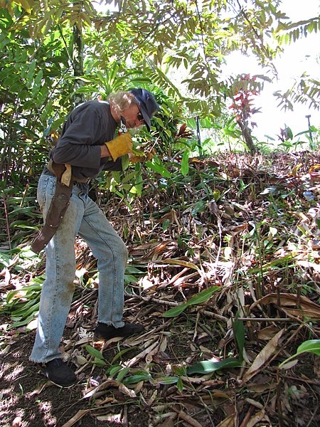 File:Starr-110330-4058-Cinnamomum verum-habit with Alan breaking branches to smell-Garden of Eden Keanae-Maui (25081178695).jpg