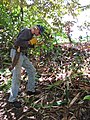 Starr-110330-4058-Cinnamomum verum-habit with Alan breaking branches to smell-Garden of Eden Keanae-Maui (25081178695).jpg