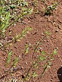 Starr 070404-6512 Stylosanthes scabra.jpg