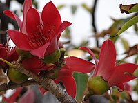 Бомбакс сейба (Bombax ceiba)