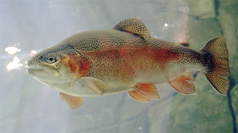 File:Steelhead2.jpg