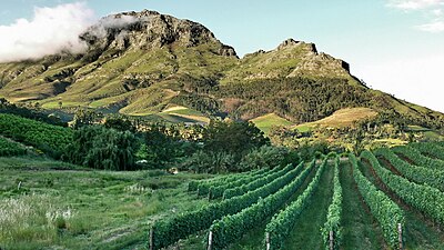 Viticulture en Afrique du Sud