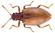 Stephostethus lardarius (Geer, 1775) (30157206353).png