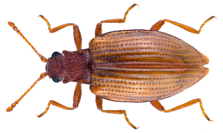 <i>Stephostethus lardarius</i> Species of beetle