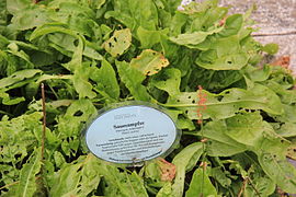 Sauerampfer Kultivar (Rumex acetosa)