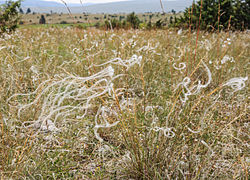 Stipa pennata Causse Mejean.jpg