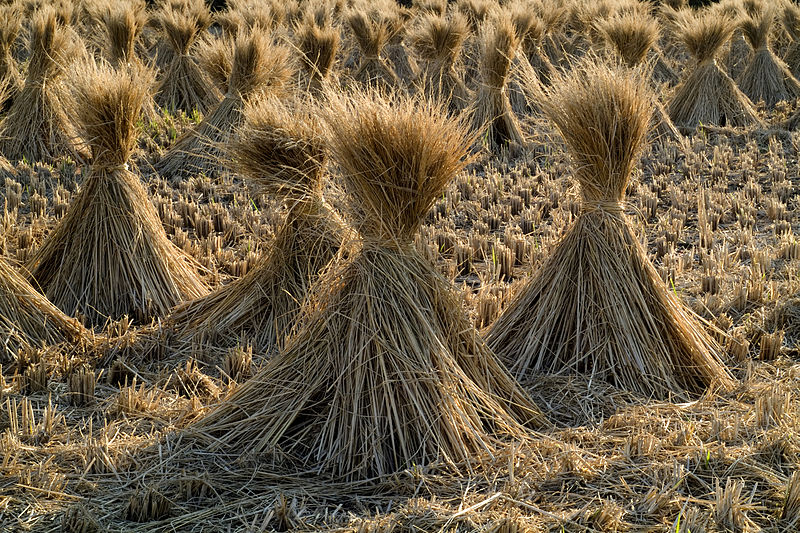 File:Straw of the rice.08Oct9 edit.jpg