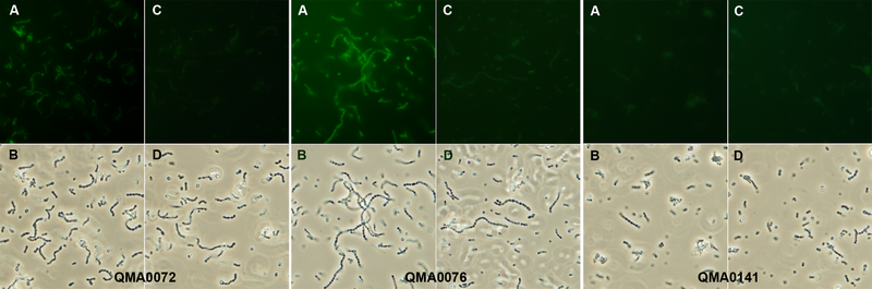 File:Streptococcus iniae fibrinogen binding.png