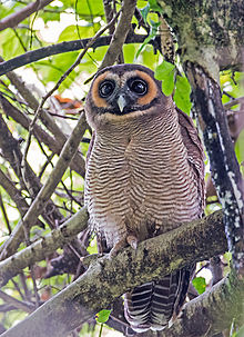 Strix leptogrammica -Surrey Bird Sanctuary, Welimada, Sri Lanka -8a.jpg