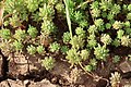 Sedum microcarpum