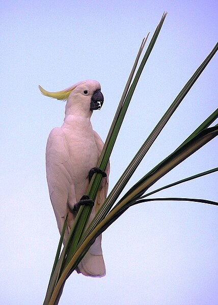 File:Sulphur-crested Cockatoo (Cacatua galerita) -palm tree.jpg