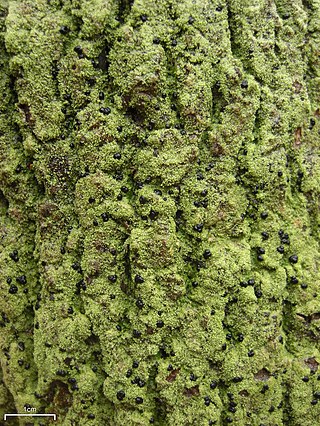 <i>Bacidia</i> Genus of lichens