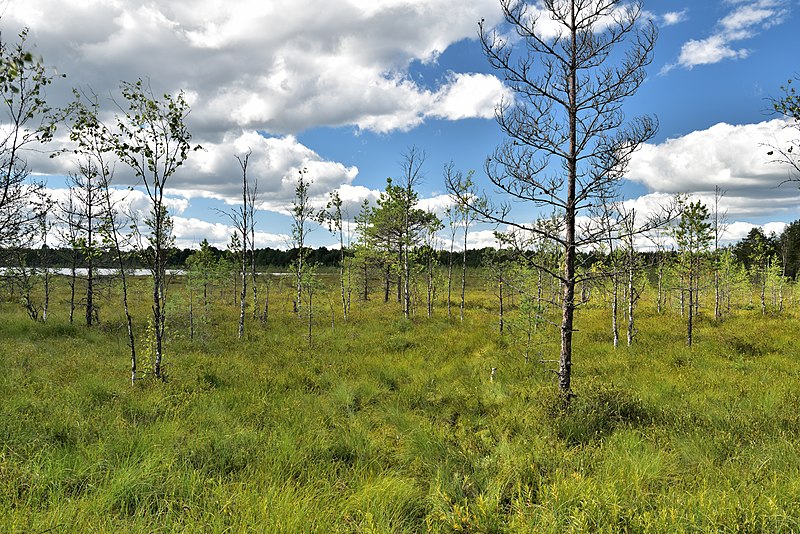 File:Swamp landscape of Chuvnoy-Suo.jpg